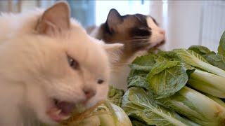 Vegivore Cats