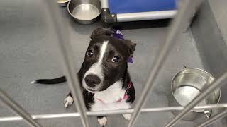 acs A673924