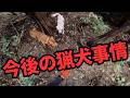 今後の猟犬事情について、イノシシ有害鳥獣駆除の映像を見ながらお伝えします!