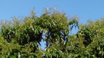 Bón Ka li để ức chế lộc thu - đông giúp cây vải ra hoa thuận lợi.