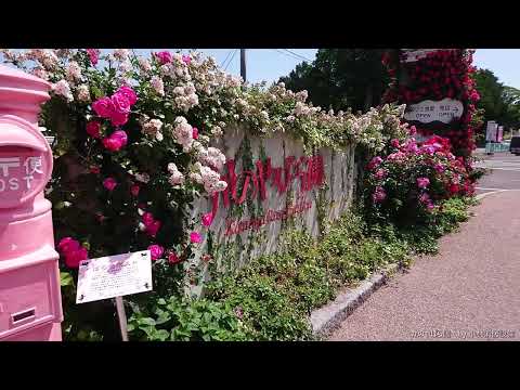 おでかけ:かのやばら園① ~小林消防設備 福岡県豊前市 全類消防設備士 第二種電気工事士 経営学修士~