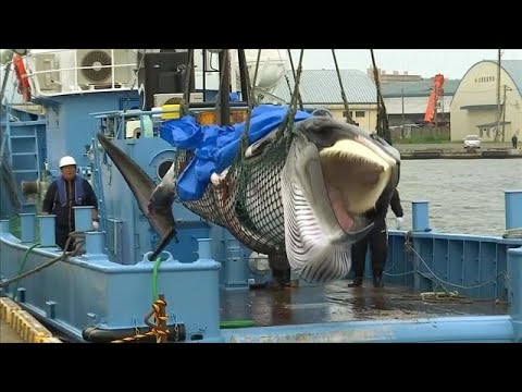 Video: Japan Hervat De Commerciële Walvisvangst