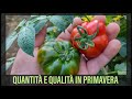 Il Pomodoro primaverile produce quantità di per sé !