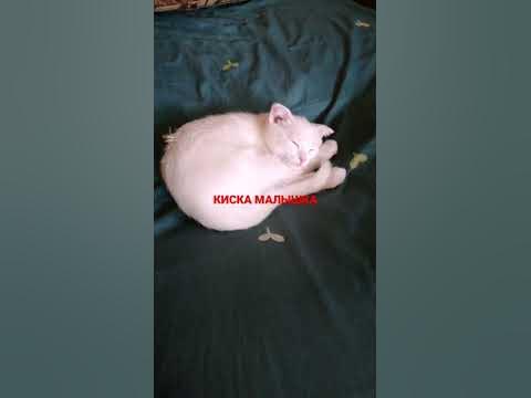 Киска малышка - YouTube