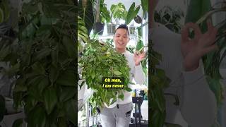 ? Hoya Collection (Part 1) | Plant collection hoya houseplants houseplant indoorplants