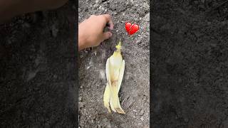 Mr choco last Video #shortsfeed #birds #cockatiel