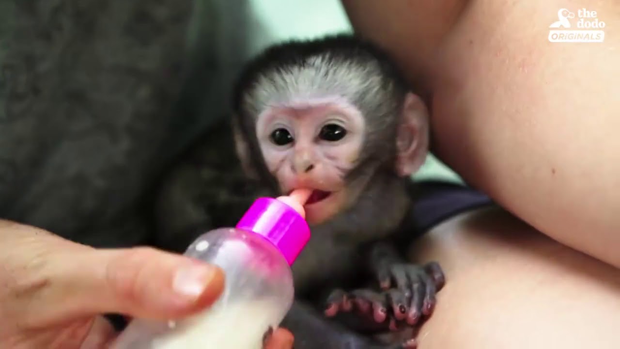  This Is The Bravest, Cutest Baby Monkey In The World