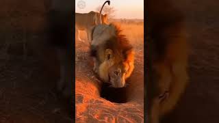 Warthog Vs Lion Goes Hilarious Moments