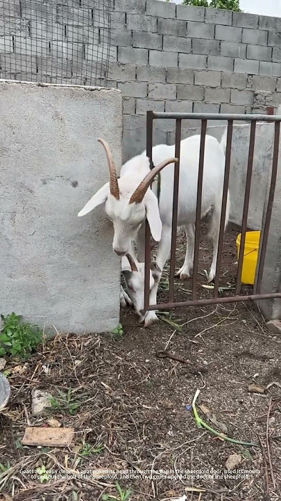 Clever goat
