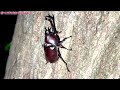 夏休み8月に入ってからの昆虫採集は厳しい?カブトムシやクワガタはいるかな?だーしまファミリー普段の様子