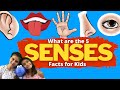 Understanding the Five Senses