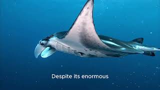 The Manta Ray(Mobula Birostris)