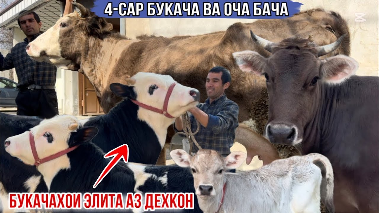 МОЛҲОИ ДЕҲҚОН ОЧА БАЧА ВА БУКАЧАХОИ ЭЛИТА 28 февраля 2026 г.