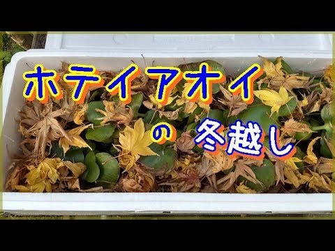 ホテイアオイの冬越し 越冬 に初挑戦 Youtube