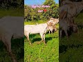 ماشاءاللہ بہت پیارا شوق ❤️🐐#goat #whitegoat #cowgoat #answer #beautifullgoats #foryourpage