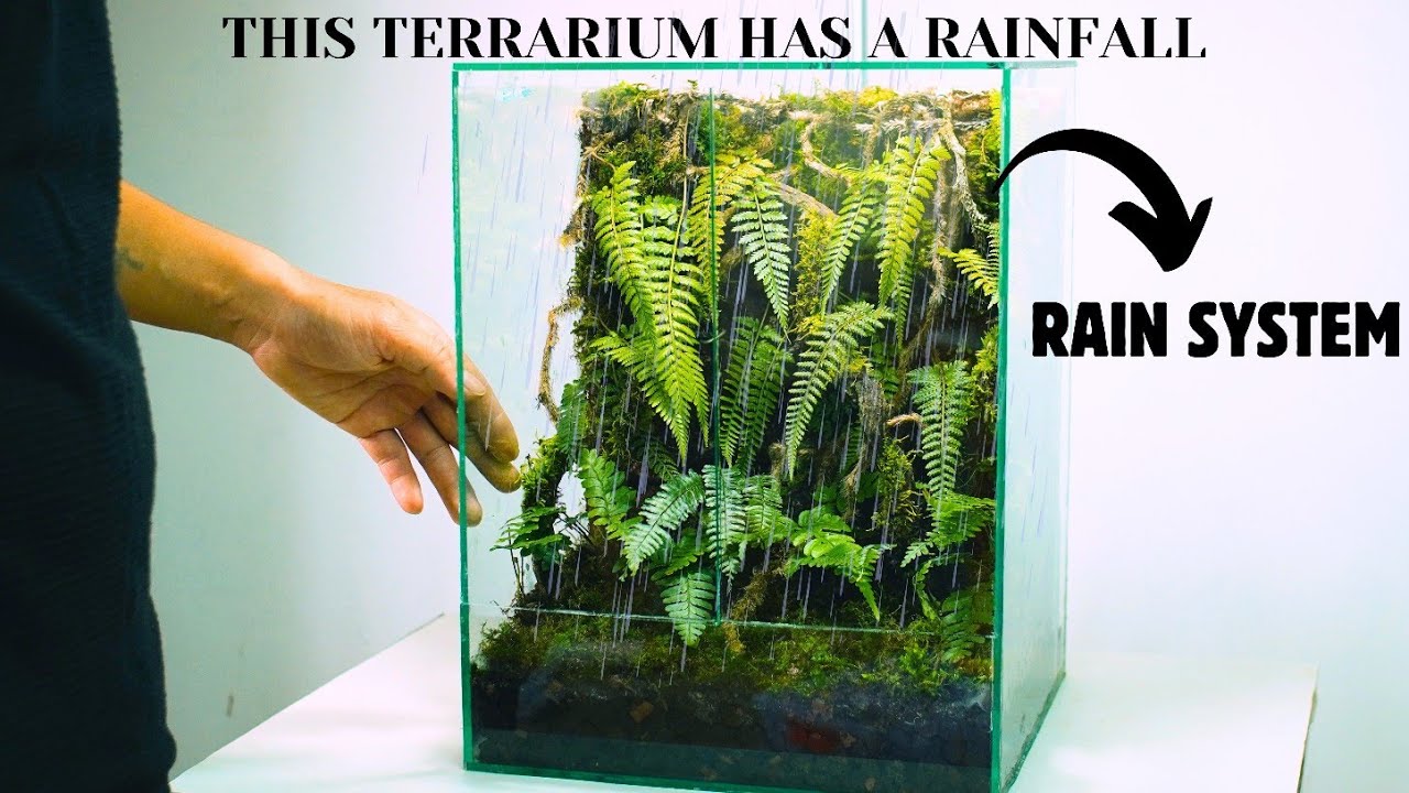 i made a raining fern jungle | rainfall terrarium