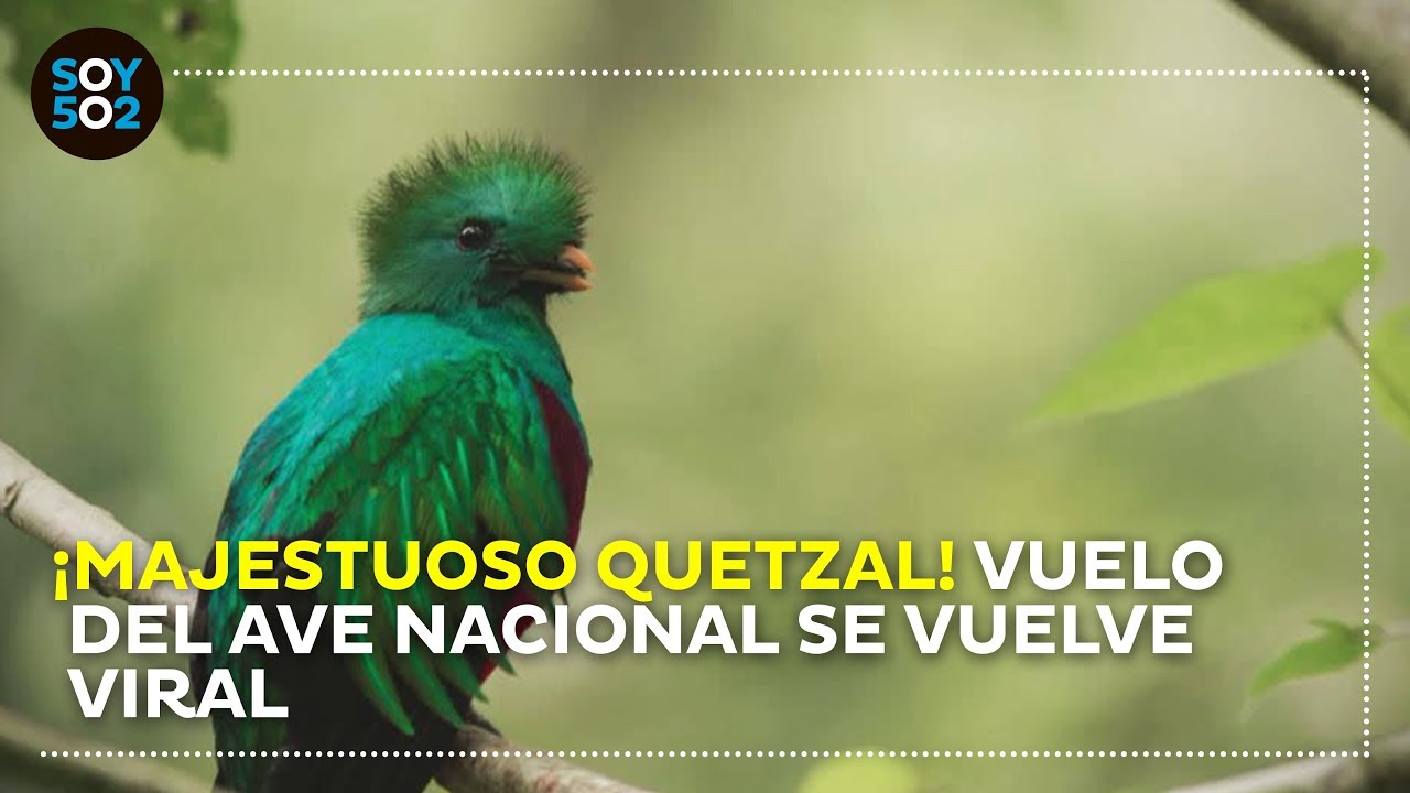 Majestuoso Quetzal Vuelo Del Ave Nacional Se Vuelve Viral Youtube