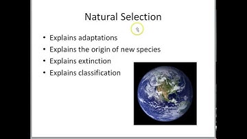 Natural selection explains puzzles