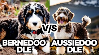 What Size AussieDoodle or BerneDoodle Is Right for You?