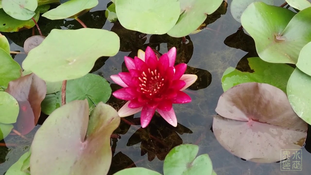 耐寒系睡蓮極黑 Youtube