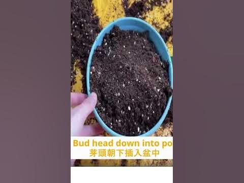 Grow durian at home 在家種榴蓮 