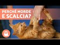 Perché il gatto MORDE e da CALCI? 💥🐈 (Cause e Cosa fare)