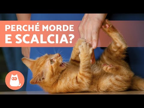 Video: Perché il mio gatto morde i miei capelli?