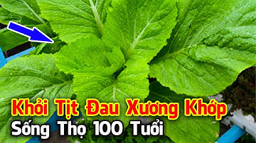 7 Thực Phẩm Đại Bổ Cho Xương Khớp Hãy Ăn Ngay Nếu Muốn Khớp Khỏe Sống Lâu Sống Khỏe Đến Già