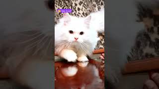 القطط??ظراءف مضحكة للقط?مواقف مضحكه للقطط??القطط حيوانات أليفة? cat cat اشتراك shorts