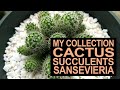 My Collection Of Cactus, Succulents, Sansevieria