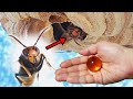 1주기 특집 : 말벌 레인지의 부활 (The Process Of Making Friends With a Wasp)