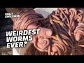 Top 9 Weirdest Worms in the World