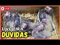 LIVE TIRA DÚVIDAS 24/09