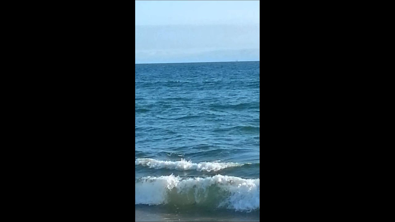 Sharks close to shore!!!!!!!!! - YouTube