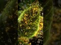 What is Photosynthesis? | How Plants Make Food (Easy Animated Explanation)