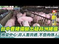 非洲豬瘟爆發