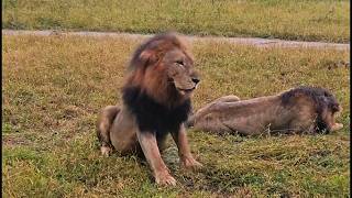 A Rainy Morning with 2 Ndhzenga Males Lions | Sabi Sands | 13 March 2026