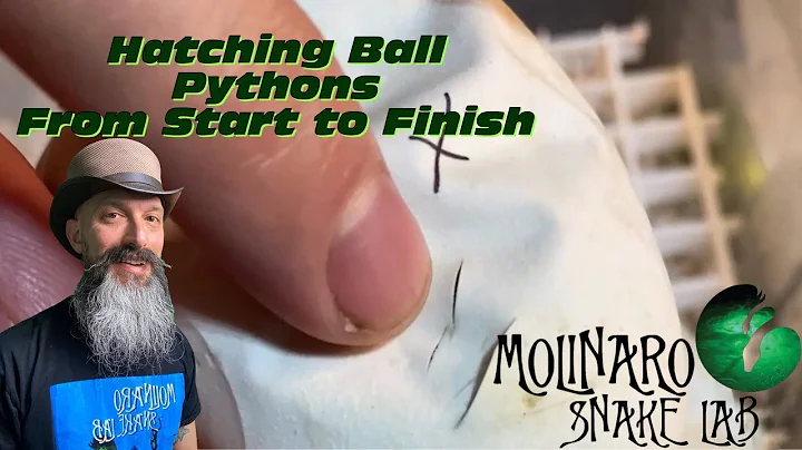 Hatching Ball Pythons From Start To Finish