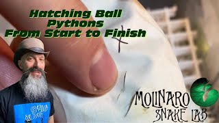 Hatching Ball Pythons From Start To Finish