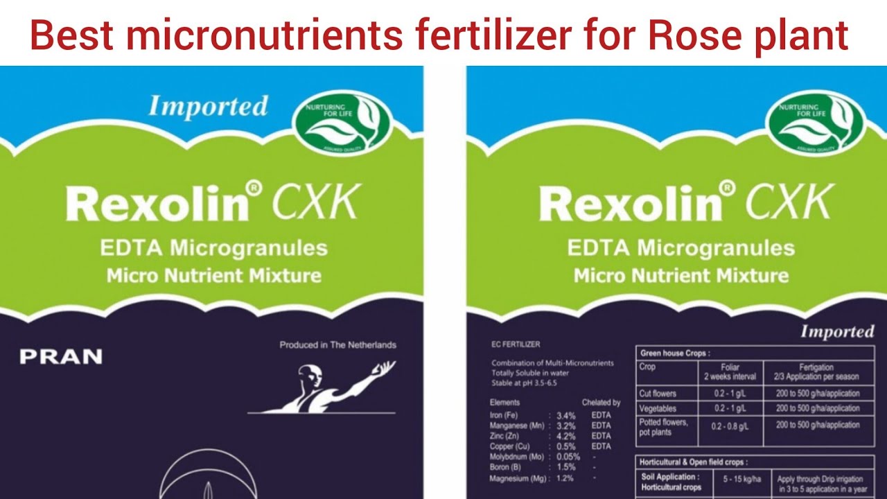 Rexolin CXK best micronutrients fertilizer for Rose plant #gardening #rose #terracegarden