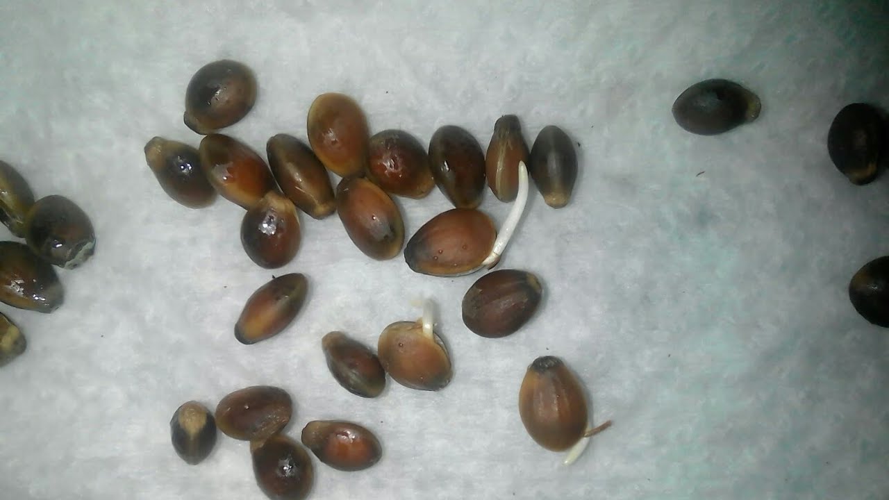 نتائج إنتاش بذور البطم بعد 10أيام