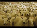 2025 SBIFF Trailer - THE WOOL ALIENS
