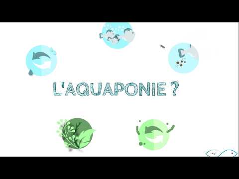 Vidéo: Qu'est-ce que l'aquaponie ? En savoir plus sur la culture de plantes aquaponiques