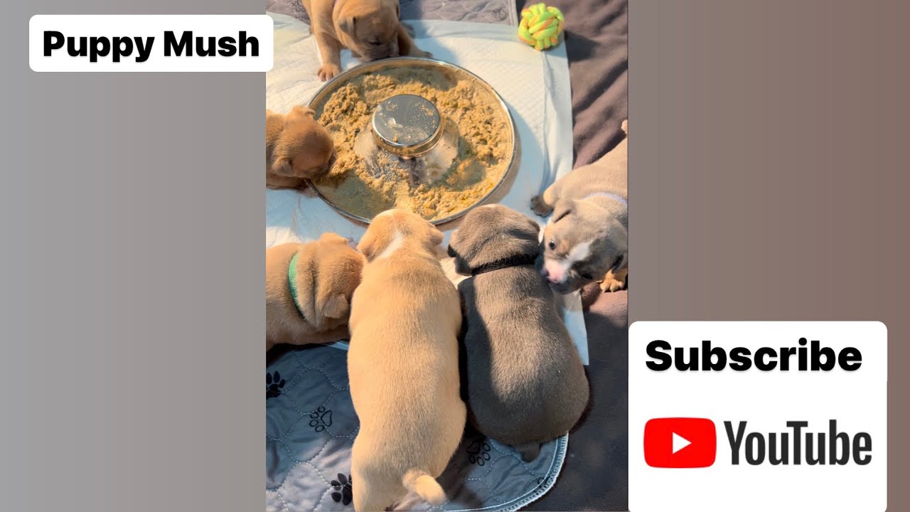 First taste of puppy mush YouTube
