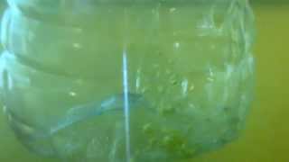 Diy Tilapia Egg Tumbler