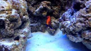 Flameback Angelfish