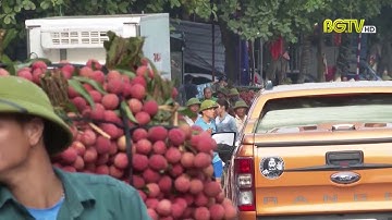 Bắc Giang thu hoạch hơn 70 nghìn tấn Vải thiều