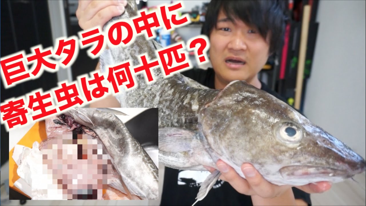 巨大タラの中に寄生虫は何十匹いるの Youtube