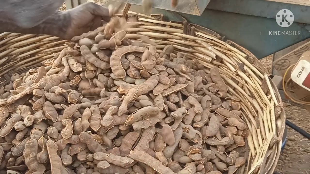 How to clean tamarind with machine How to remove tamarind cover with machine YouTube