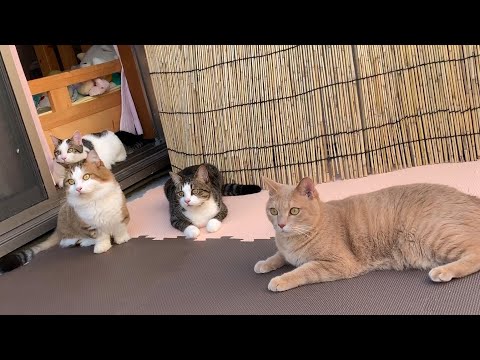 ベランピングの準備を待てない猫の鳴き声がかわいい